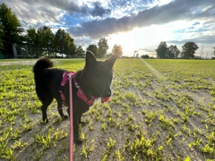 犬と朝日　（水平を調整しました）