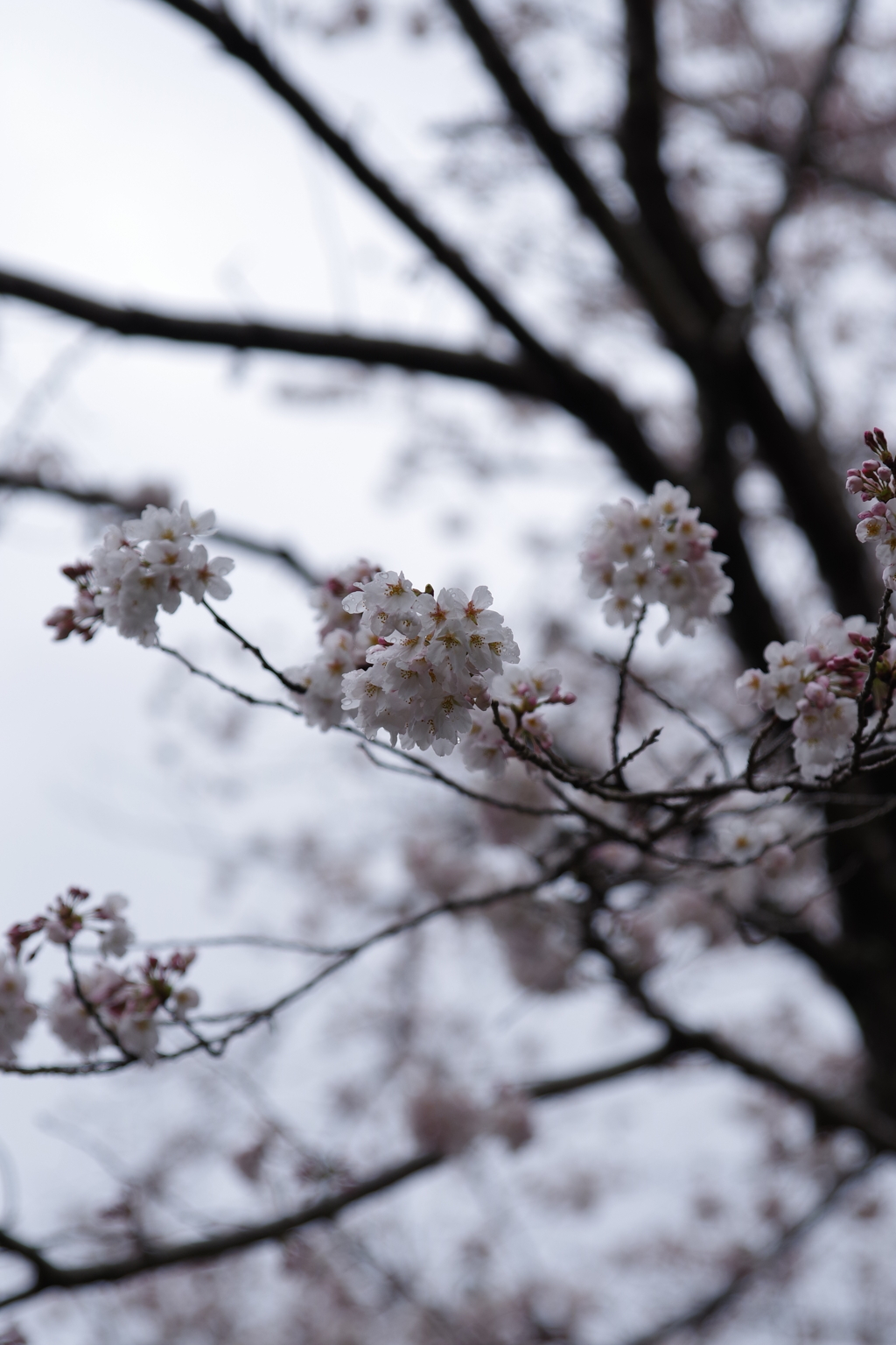 雨露に濡れる花びら
