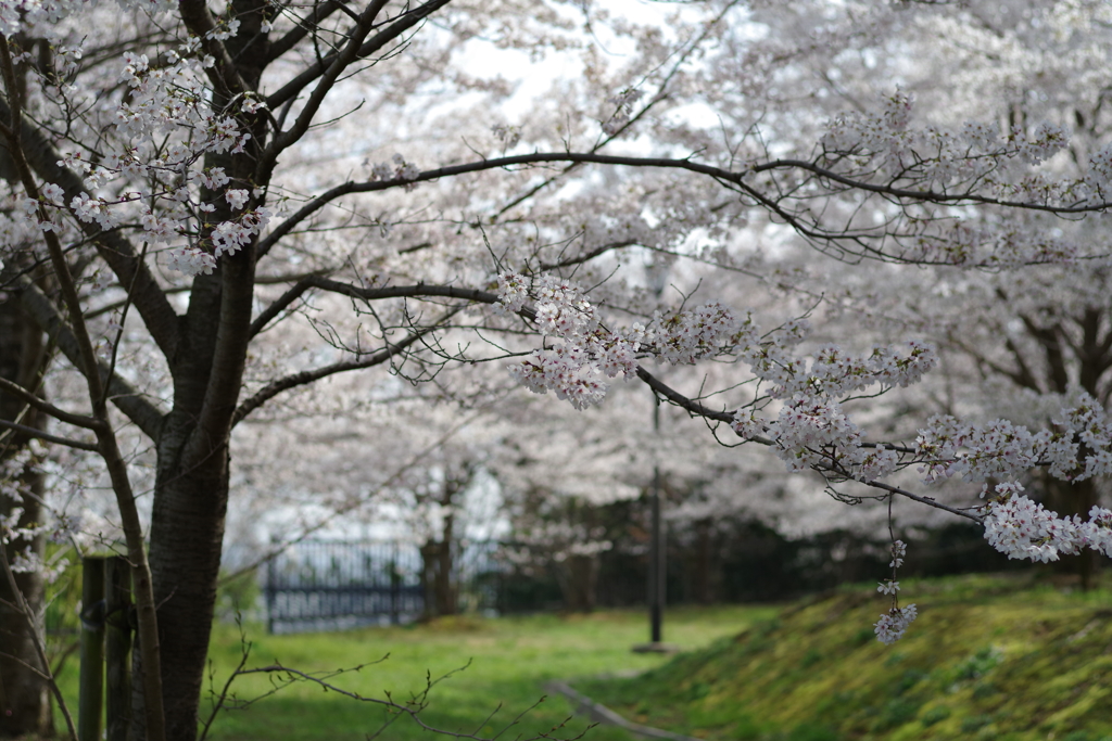 桜