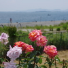 IMGP5829
