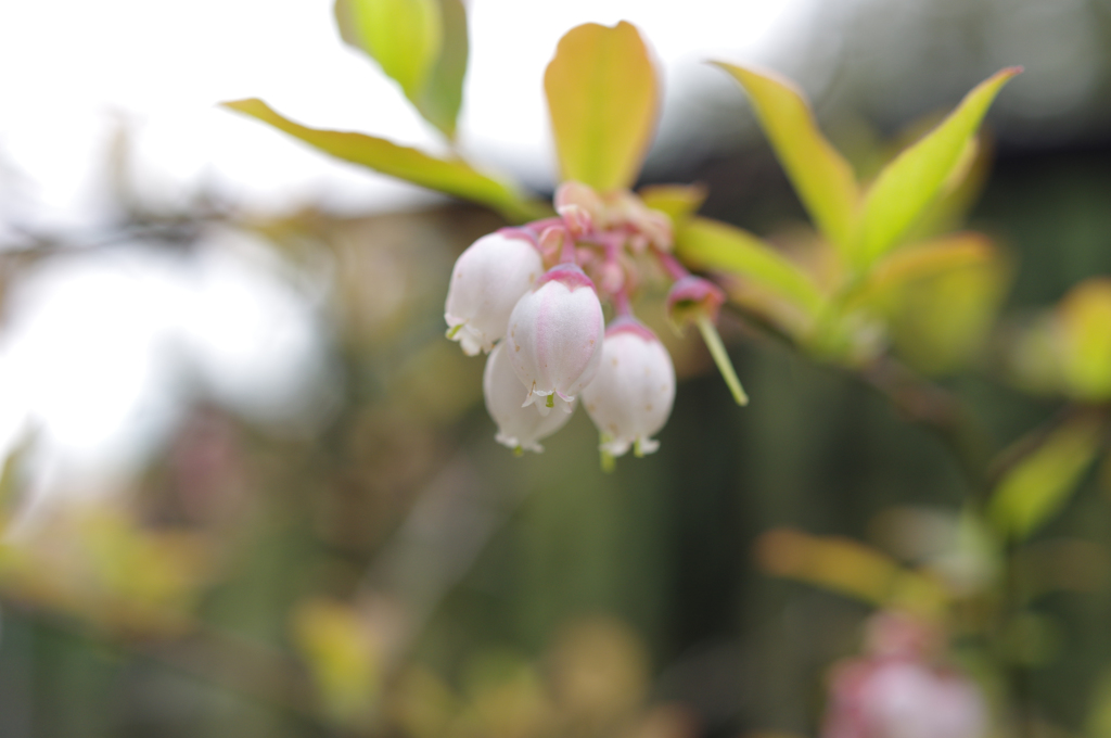 ブルーベリーの花