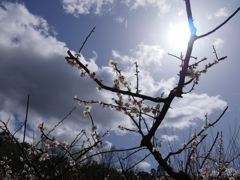 梅と空