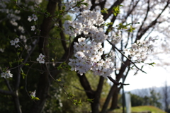 桜