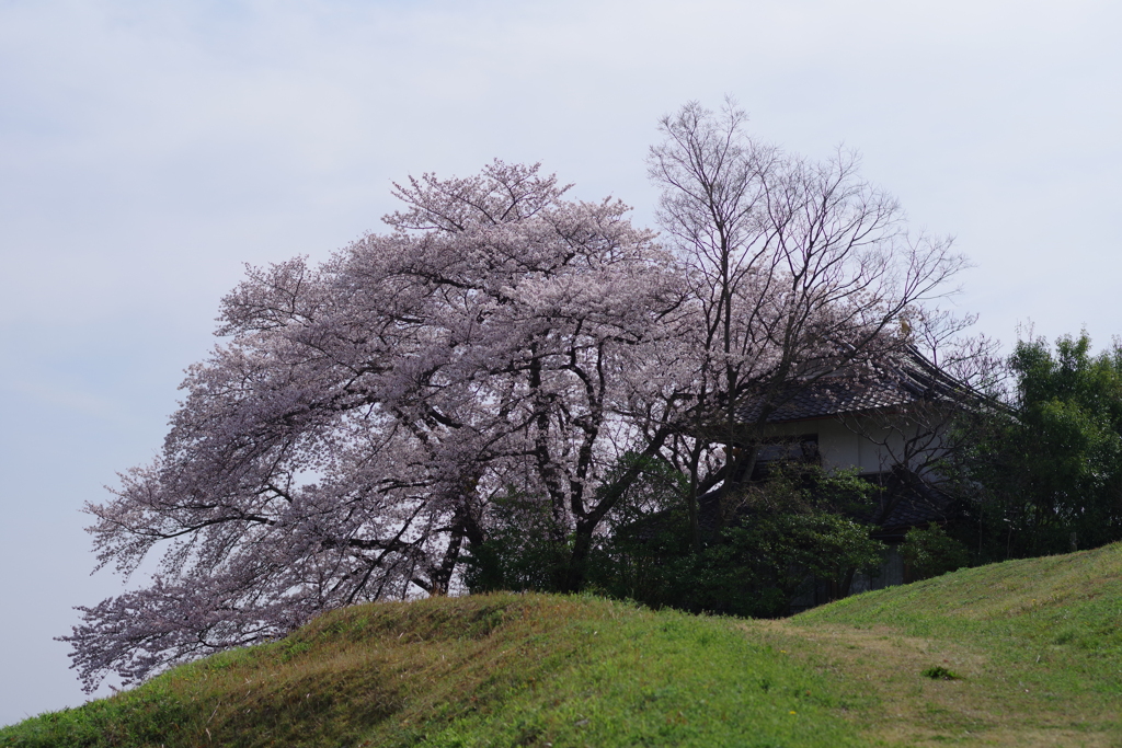 丘の上の桜