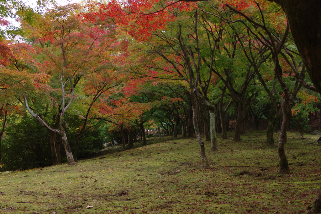 皇子山公園の紅葉