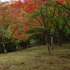 皇子山公園の紅葉