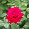 IMGP5862