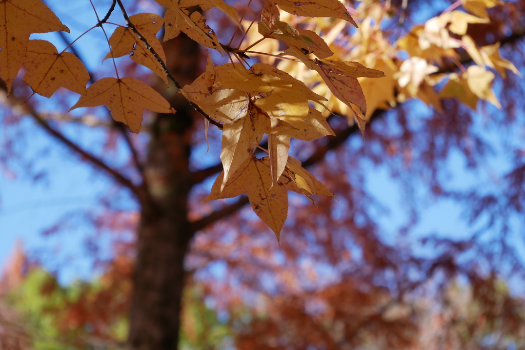 今年の紅葉はかなり遅め