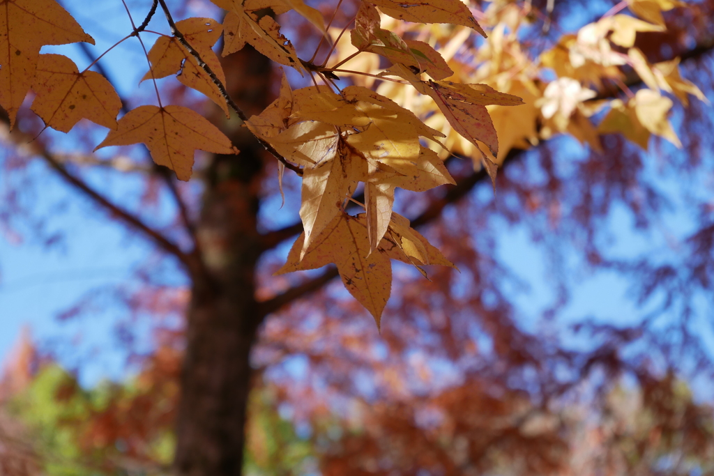 今年の紅葉はかなり遅め