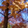 今年の紅葉はかなり遅め