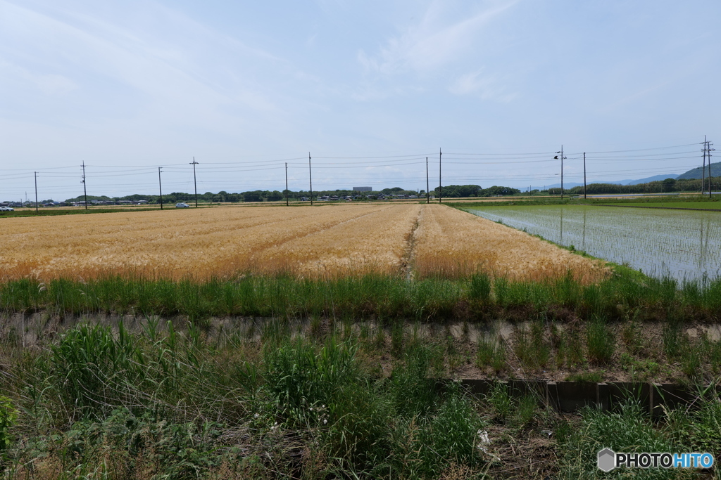 麦秋と早稲