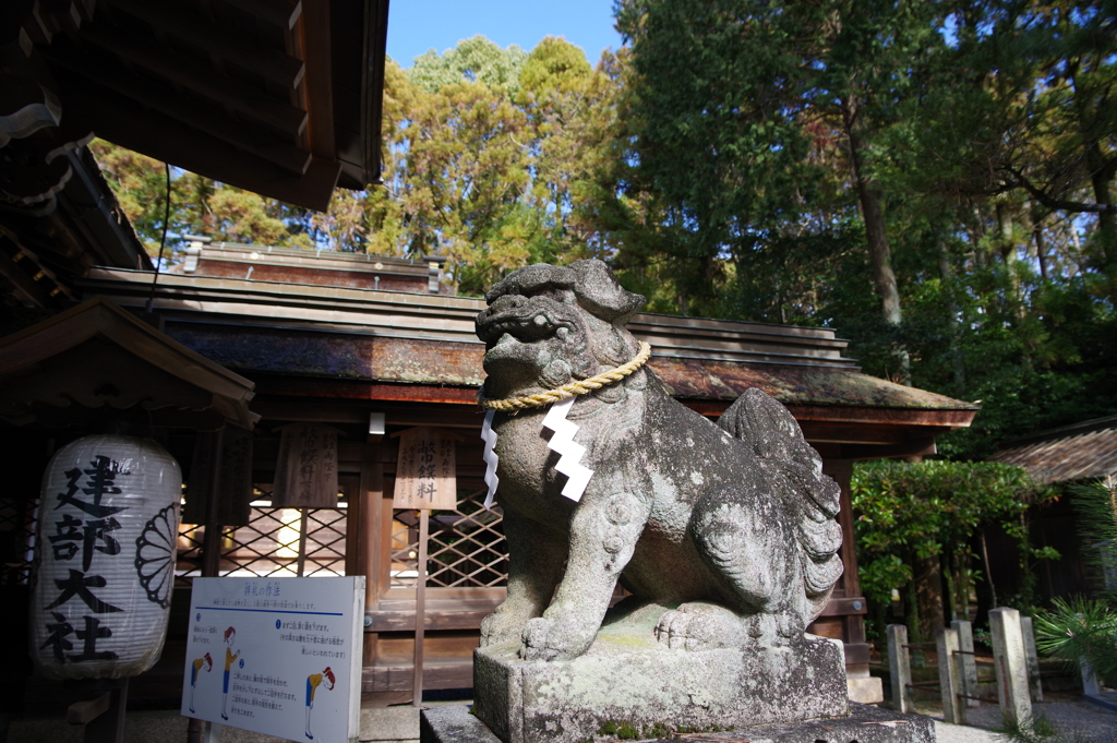 狛犬３