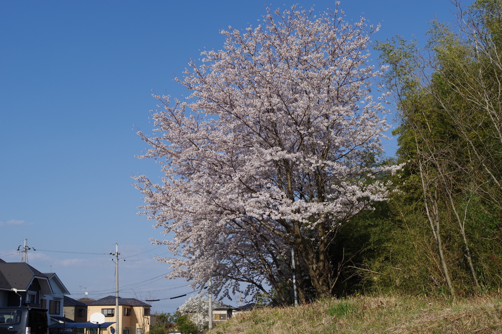 桜