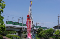 緑虫と鯉のぼり（元気ないけど）