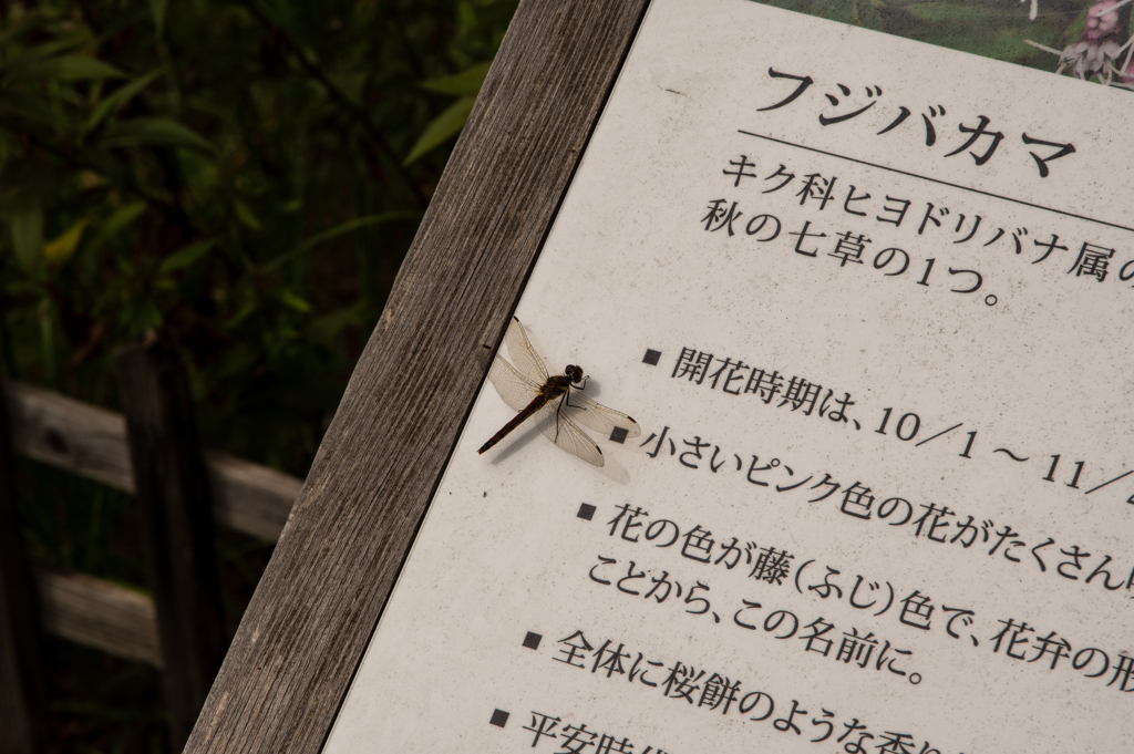 ９月のトンボ
