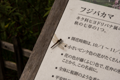９月のトンボ
