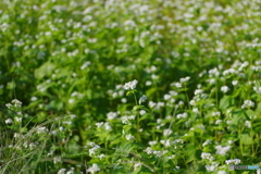 ソバの花