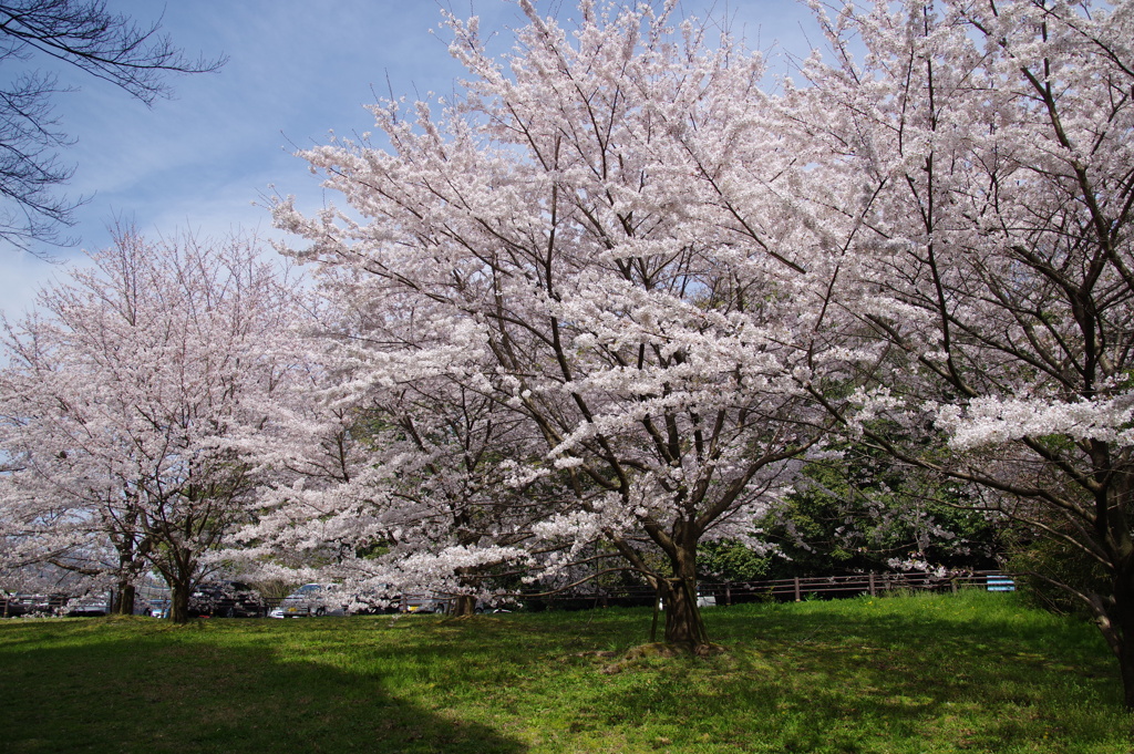 桜