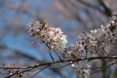 終わりの桜