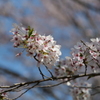 終わりの桜