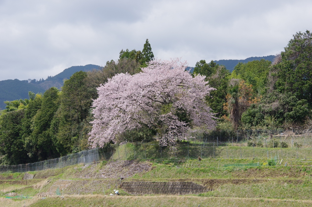 一本桜