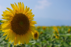 向日葵の夏