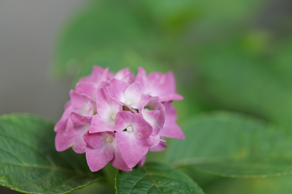 復活のあじさい