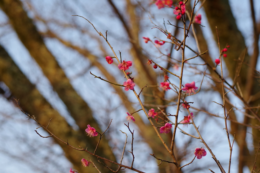 紅梅