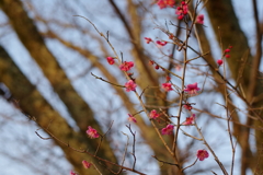 紅梅