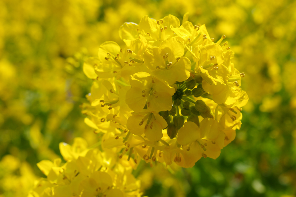 クローズアップ