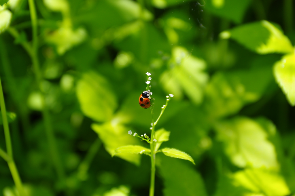 ナナホシテントウ