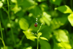 ナナホシテントウ