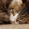 眠り猫１