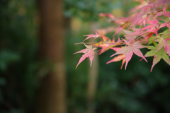 紅葉