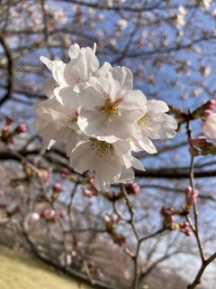 今年初のお花見