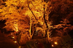 夜桜　園城寺にて