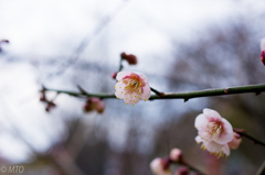 梅の花