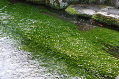 梅花藻＠醒ケ井