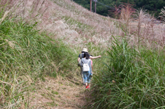 箱館山　ススキ群生にて