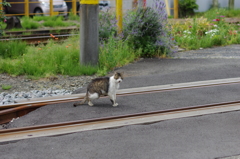 岳南富士岡駅の猫