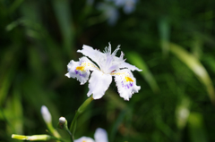 何の花なんだろう