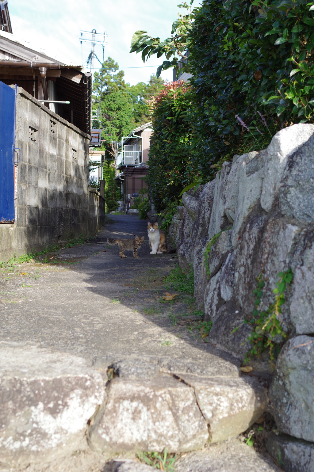 朝散歩の役得