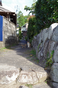 朝散歩の役得