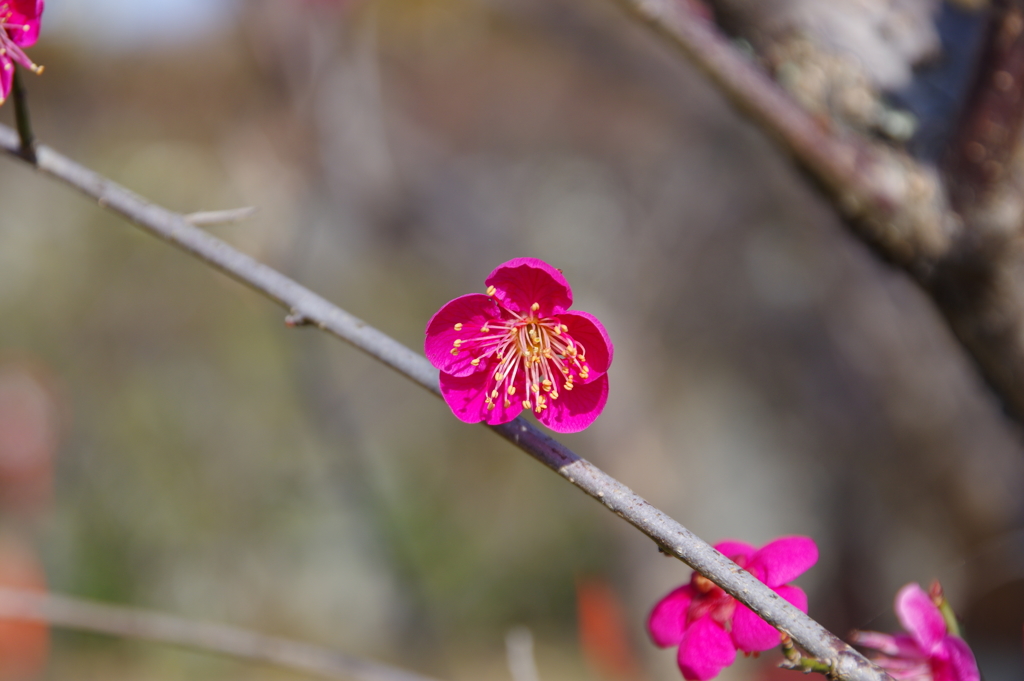 紅梅