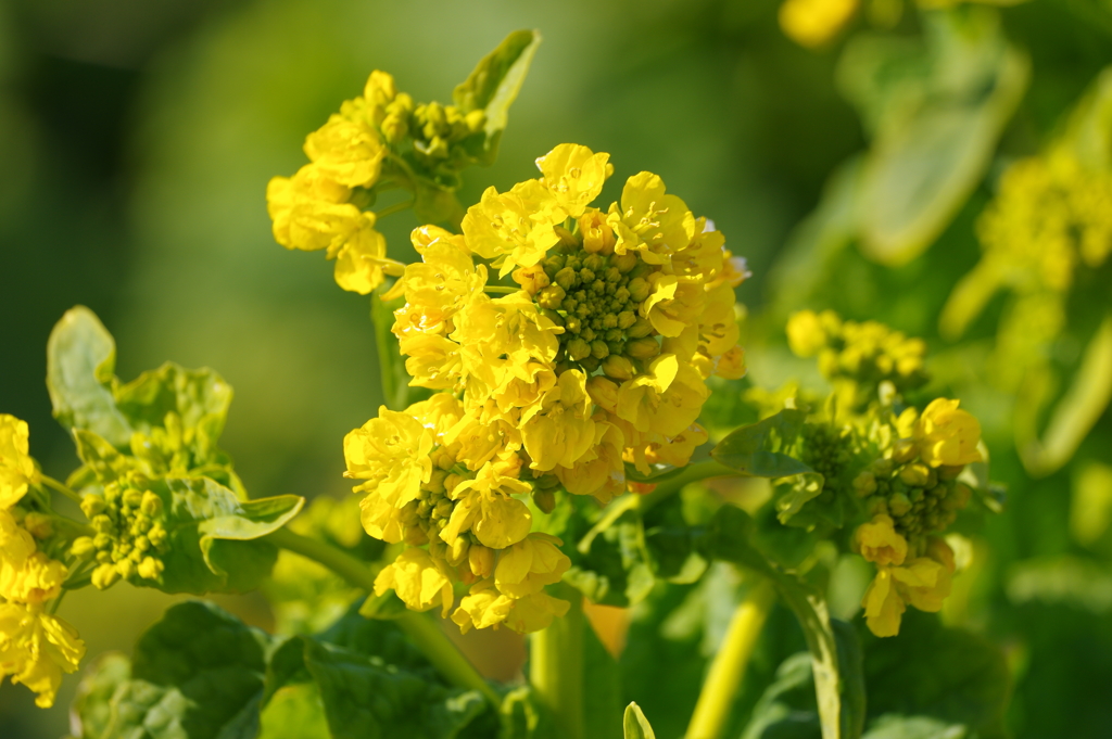 菜の花　アップ