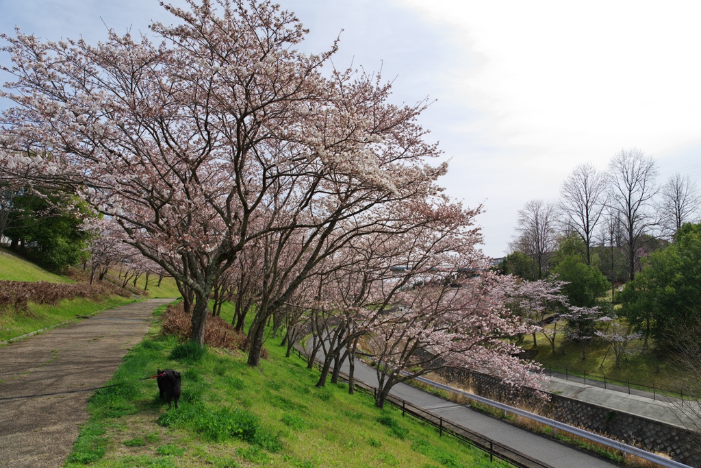 桜並木