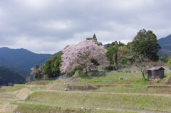 棚田の一本桜