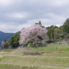 棚田の一本桜