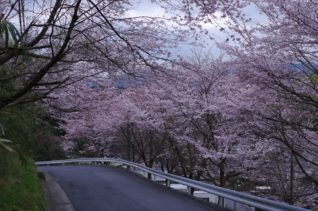 近所の桜