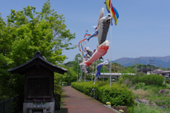 鯉のぼりと祠